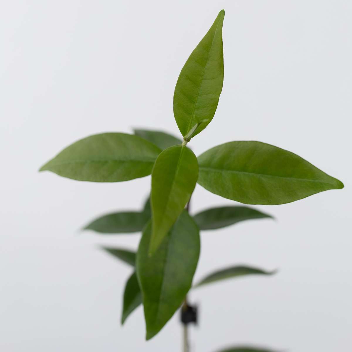Florastore Jasmin - 6 Stk - Trachelospermum Jasminoides - Höhe 25-40Cm - ⌀9Cm