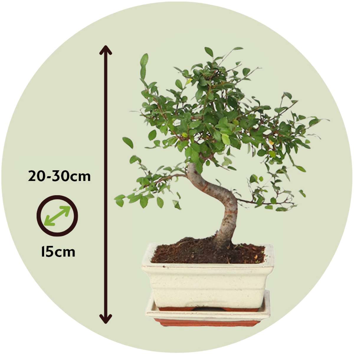 Florastore Bonsaibaume - Zelkova Serrata - Höhe 20-25Cm - ⌀15Cm