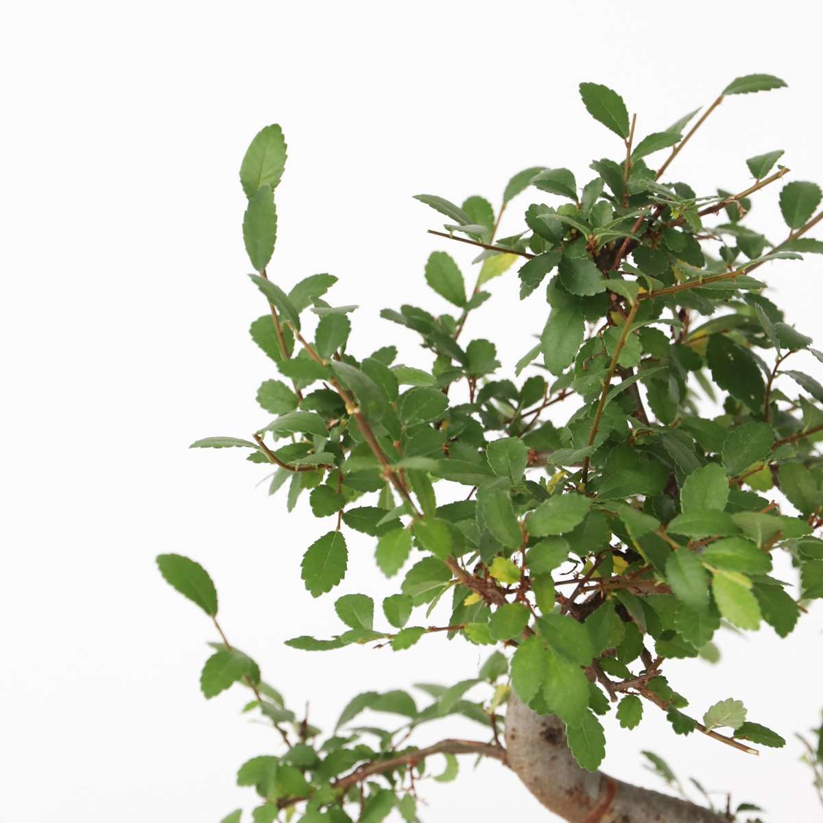 Florastore Bonsaibaume - Zelkova Serrata - Höhe 20-25Cm - ⌀15Cm