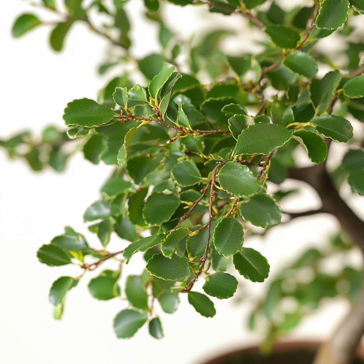 Florastore Bonsaibaume - Zelkova Serrata - Höhe 20-25Cm - ⌀15Cm