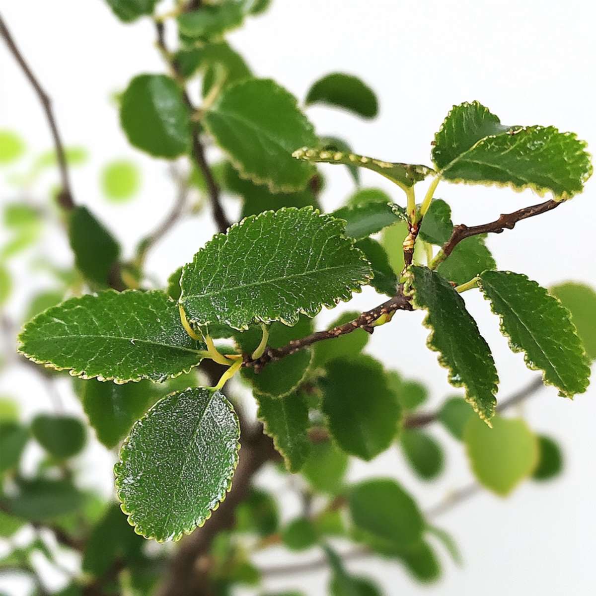 Florastore Bonsaibaume - Zelkova Serrata - Höhe 20-25Cm - ⌀15Cm