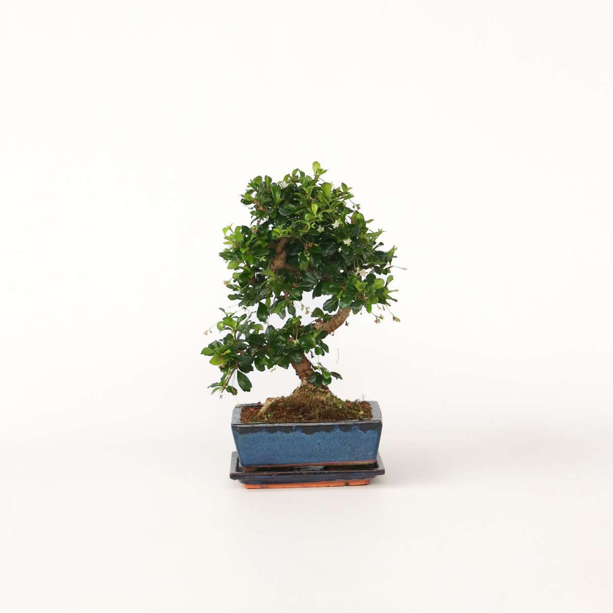 Florastore Bonsaibaume - Carmona Microphylla - Höhe 25-30Cm - ⌀20Cm
