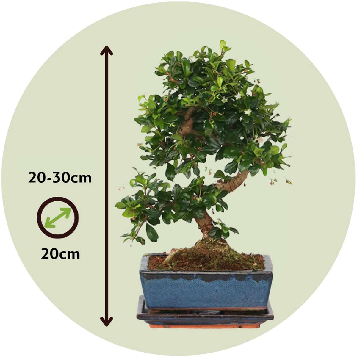 Florastore Bonsaibaume - Carmona Microphylla - Höhe 25-30Cm - ⌀20Cm