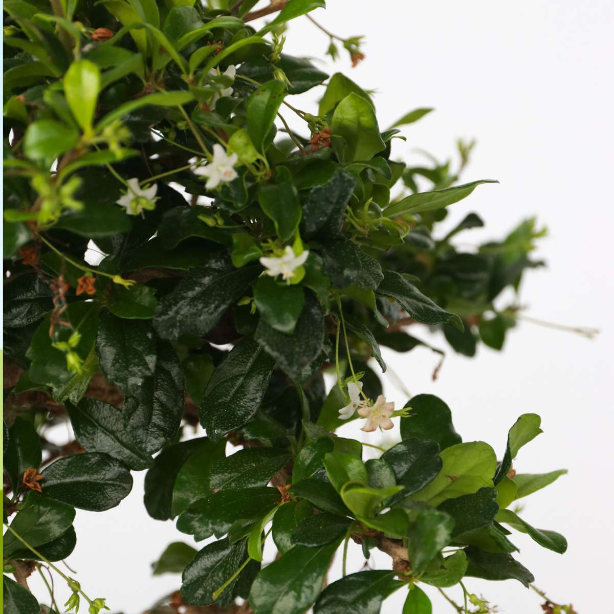 Florastore Bonsaibaume - Carmona Microphylla - Höhe 25-30Cm - ⌀20Cm