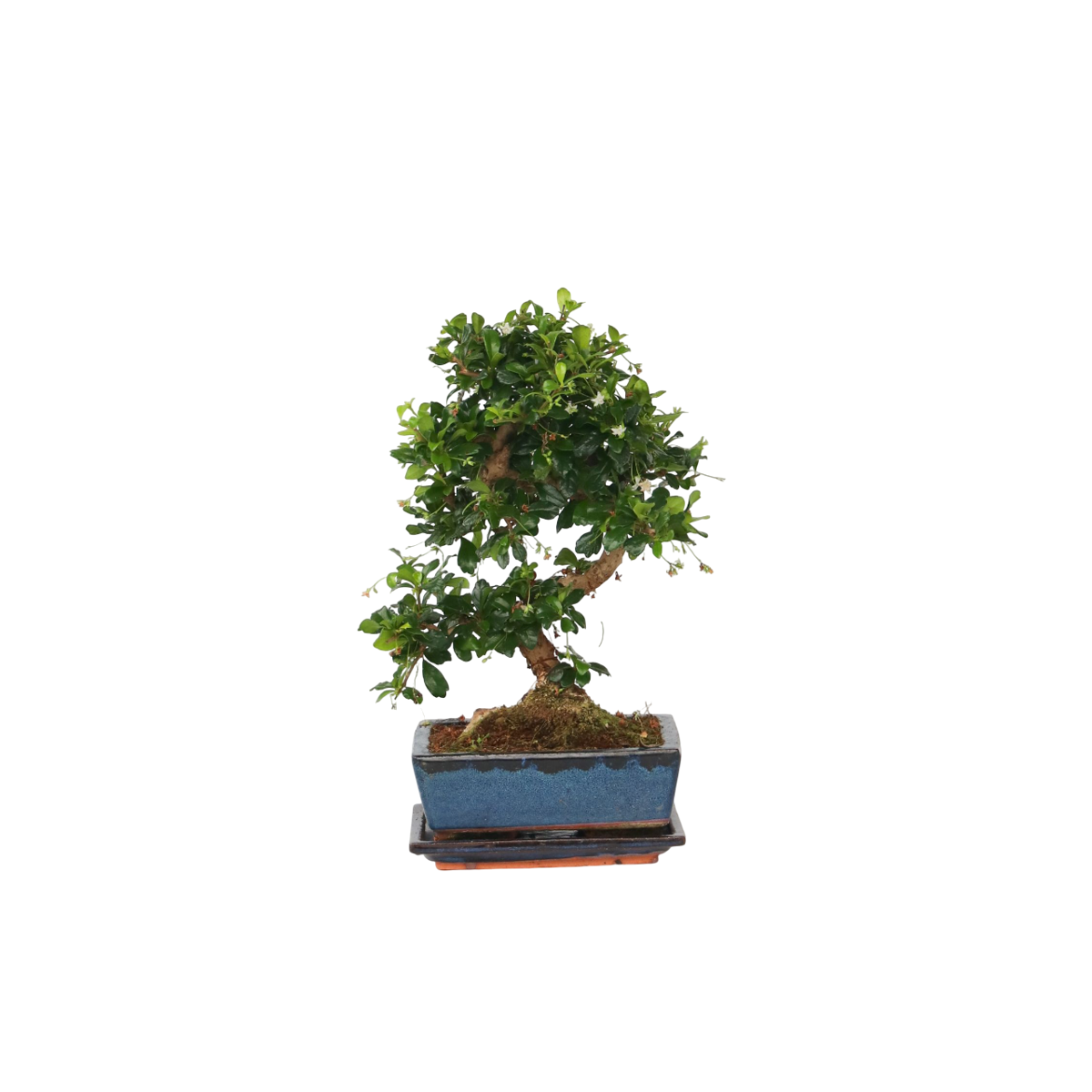 Florastore Bonsaibaume - Carmona Microphylla - Höhe 20-30Cm - ⌀15Cm