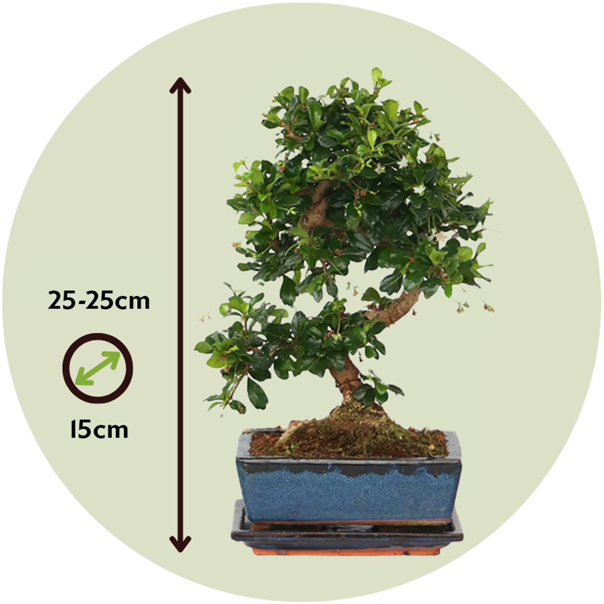 Florastore Bonsaibaume - Carmona Microphylla - Höhe 20-30Cm - ⌀15Cm