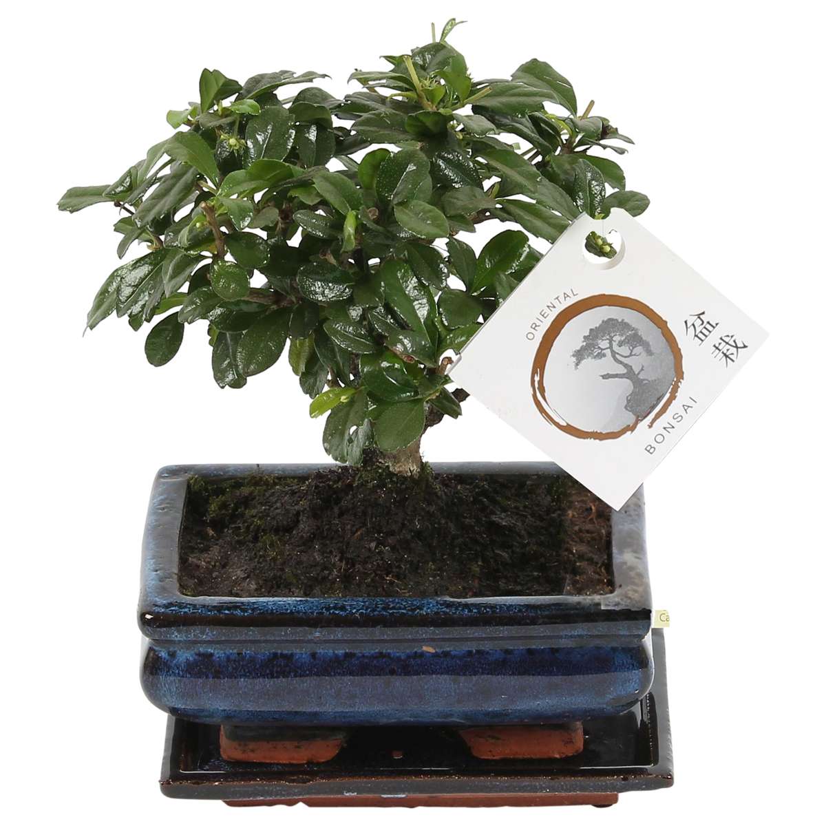 Florastore Bonsaibaume - Carmona Microphylla - Höhe 25-30Cm - ⌀15Cm