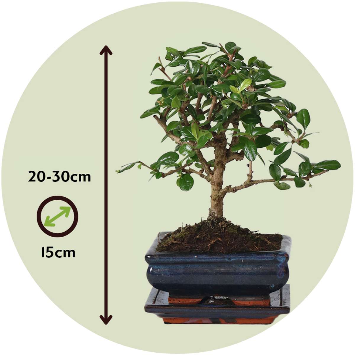 Florastore Bonsaibaume - Carmona Microphylla - Höhe 25-30Cm - ⌀15Cm