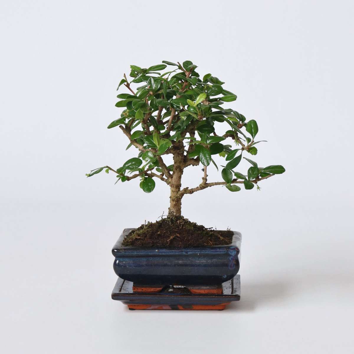 Florastore Bonsaibaume - Carmona Microphylla - Höhe 25-30Cm - ⌀15Cm