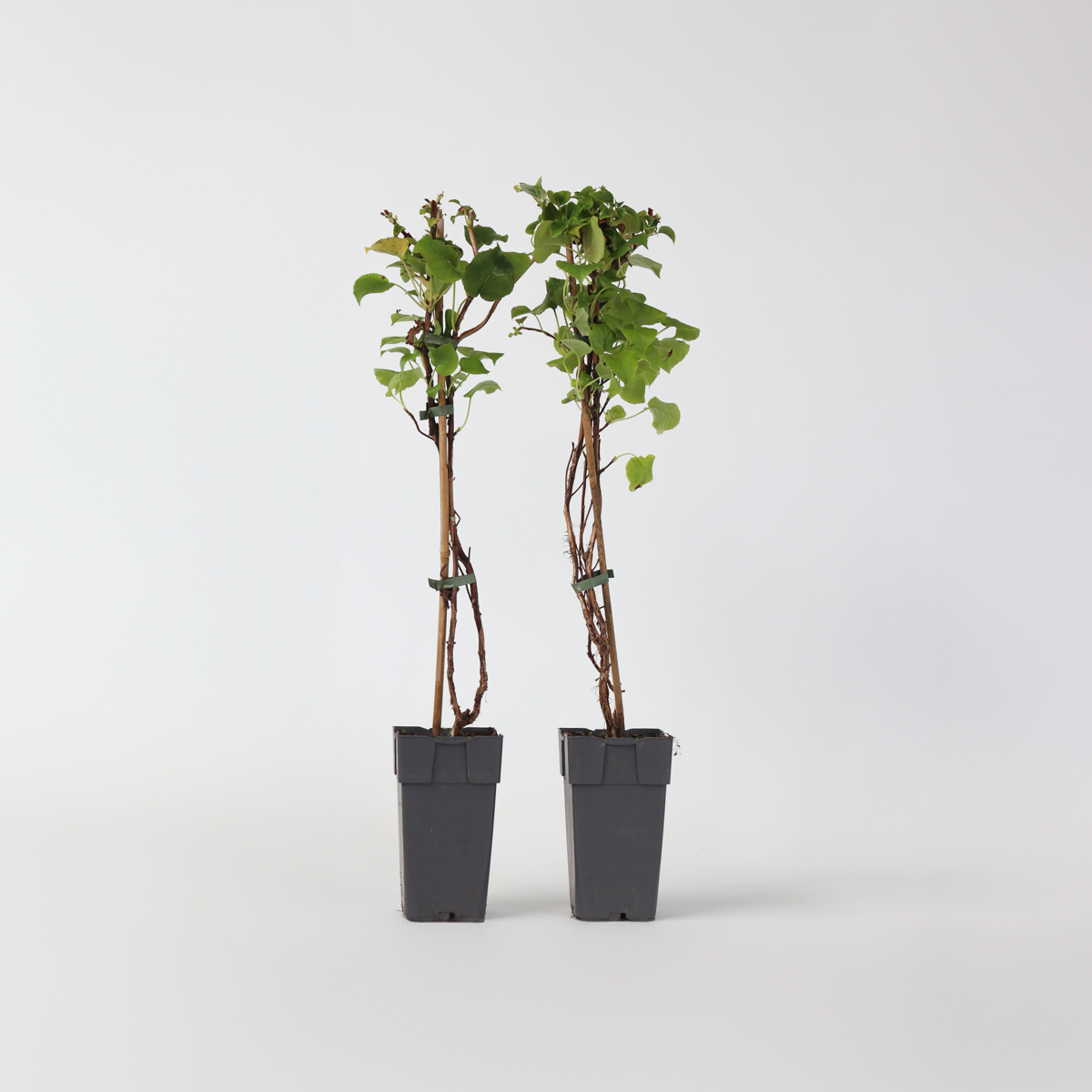 Florastore Hortensie - 2 Stk - Hydrangea Anomale Petiolaris - Höhe 60-70Cm - ⌀15Cm