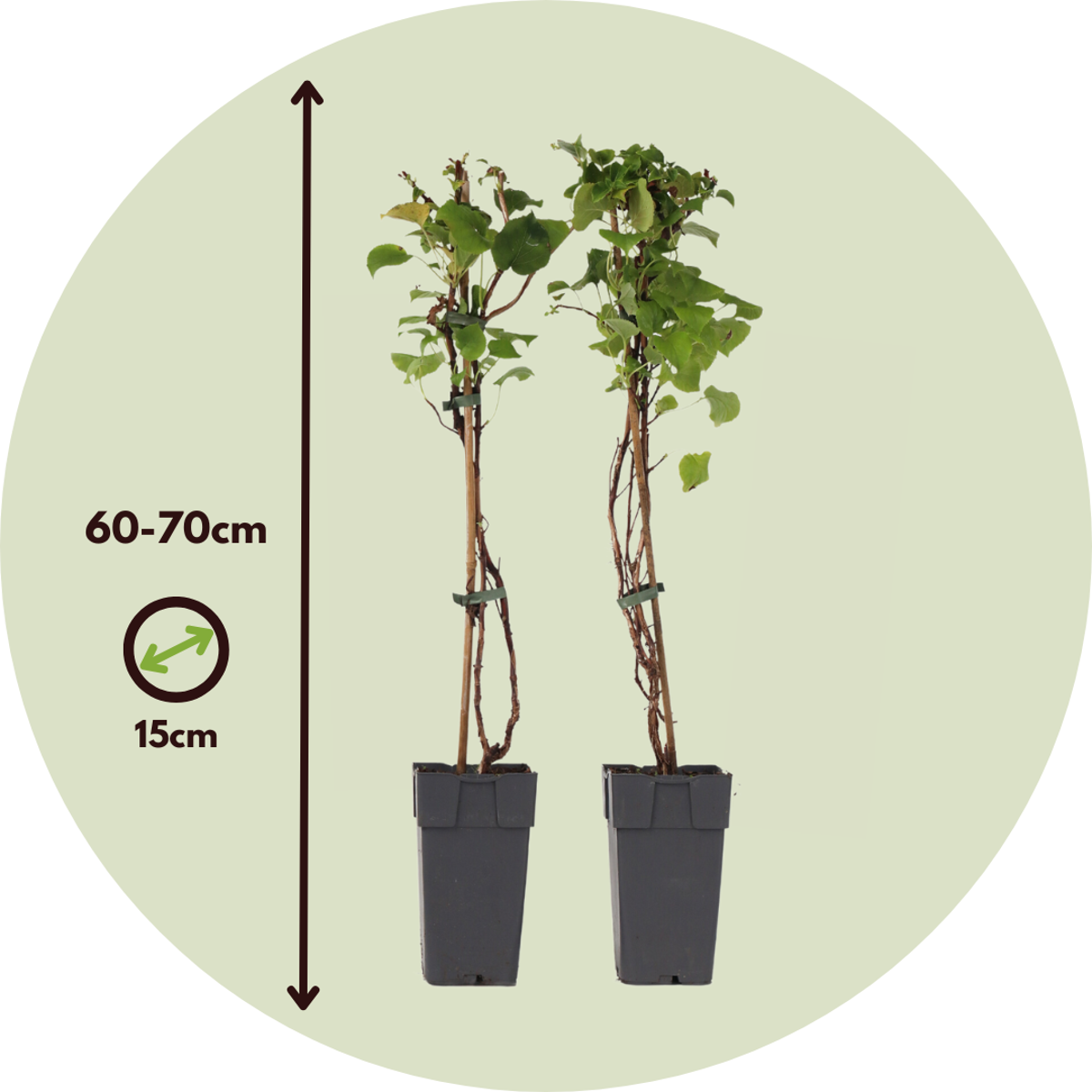 Florastore Hortensie - 2 Stk - Hydrangea Anomale Petiolaris - Höhe 60-70Cm - ⌀15Cm
