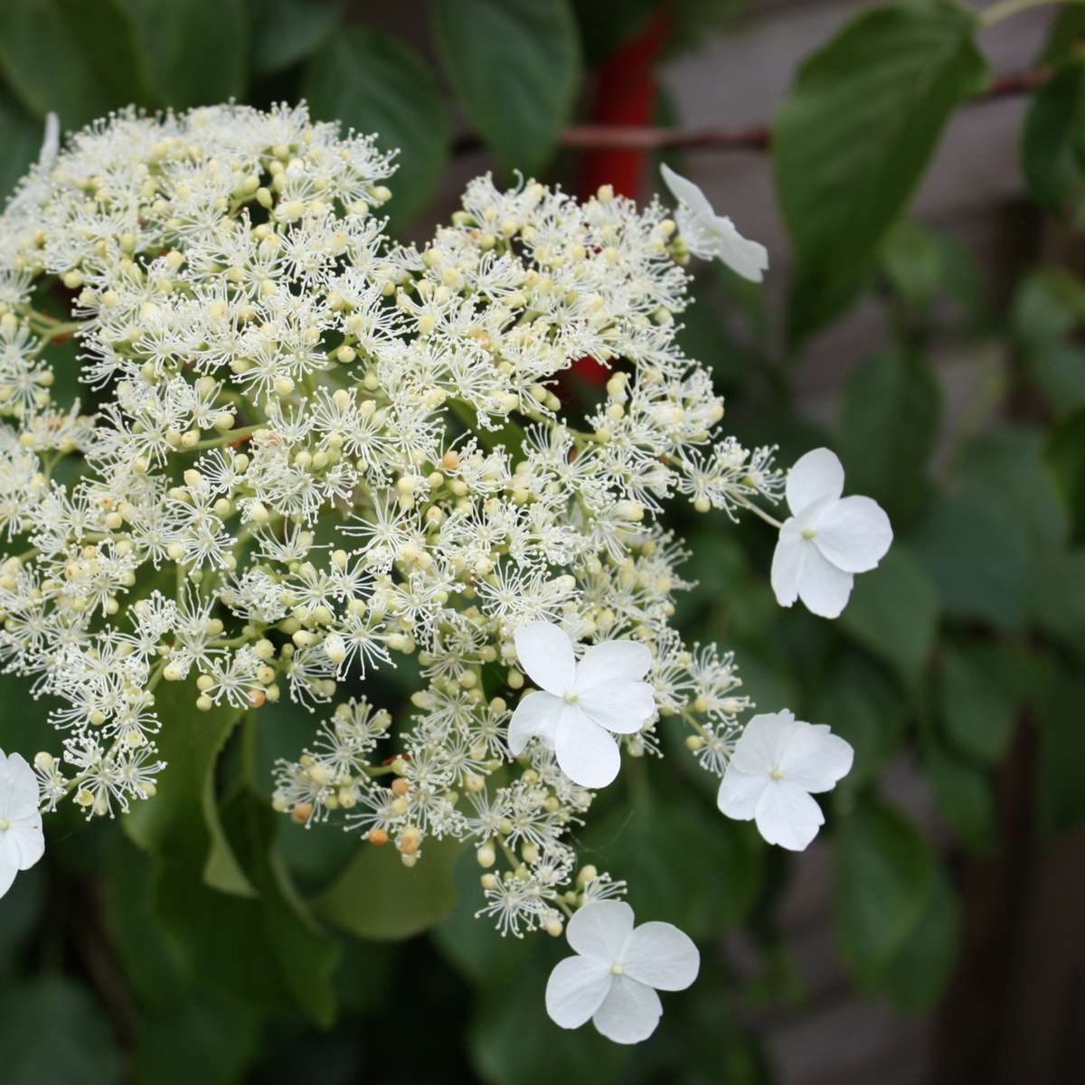 Florastore Hortensie - 2 Stk - Hydrangea Anomale Petiolaris - Höhe 60-70Cm - ⌀15Cm