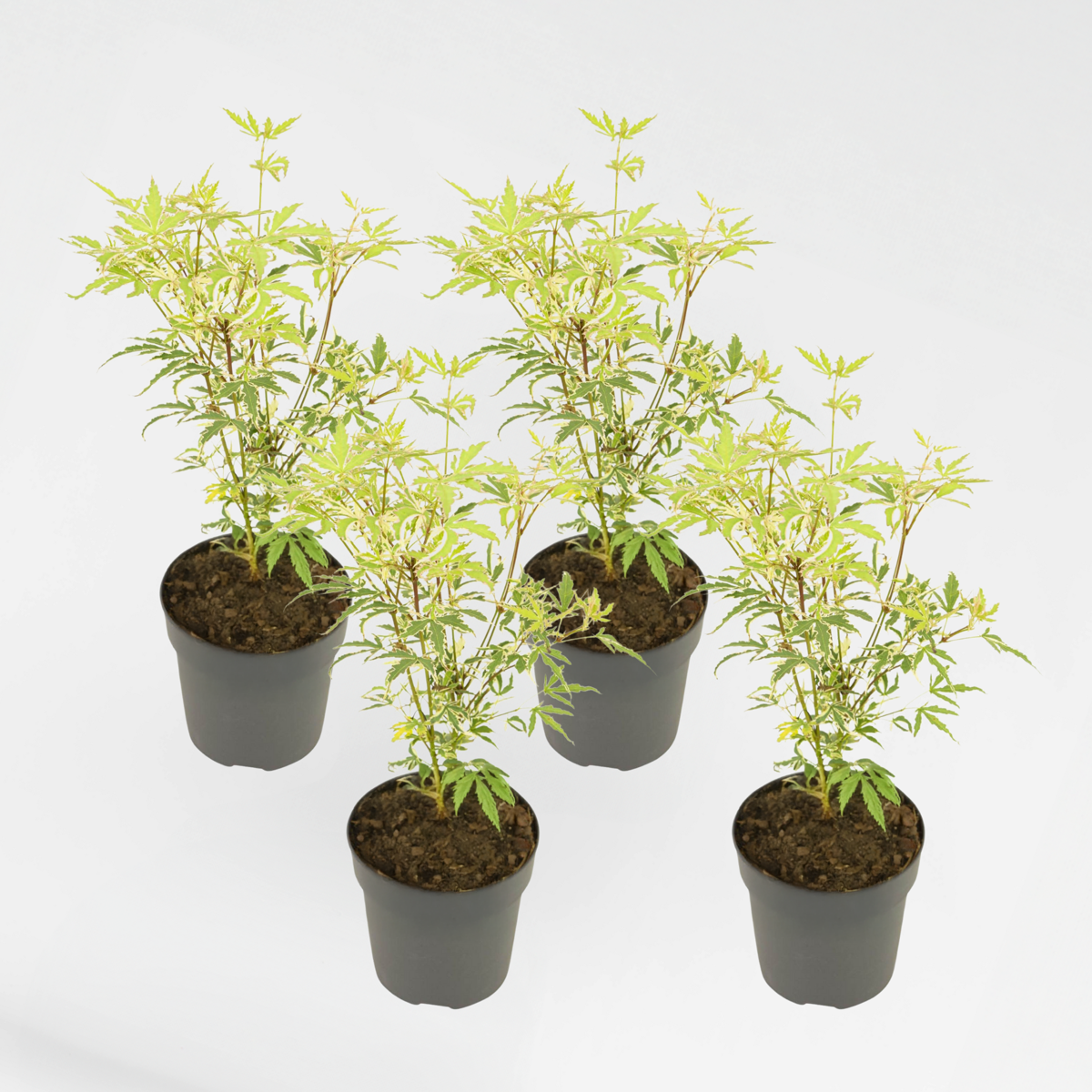 Florastore Japanischer Ahorn - 4 Stk - Acer Palmatum 'Butterfly' - Höhe 25-40Cm - Ø10,5Cm