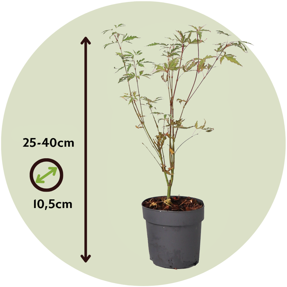 Florastore Japanischer Ahorn - 4 Stk - Acer Palmatum 'Butterfly' - Höhe 25-40Cm - Ø10,5Cm