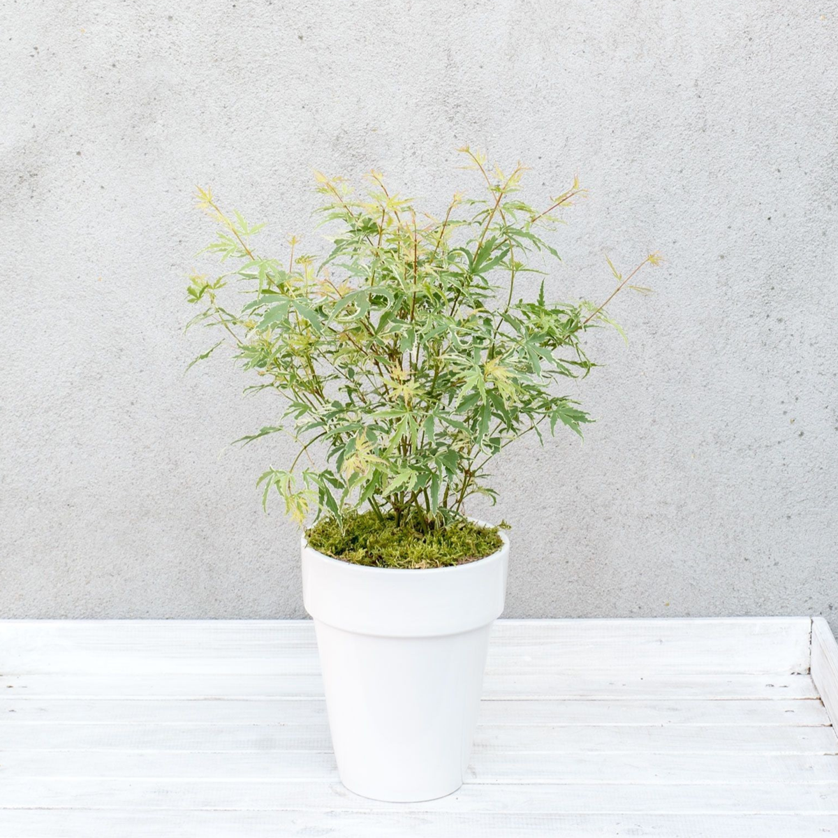 Florastore Japanischer Ahorn - 4 Stk - Acer Palmatum 'Butterfly' - Höhe 25-40Cm - Ø10,5Cm
