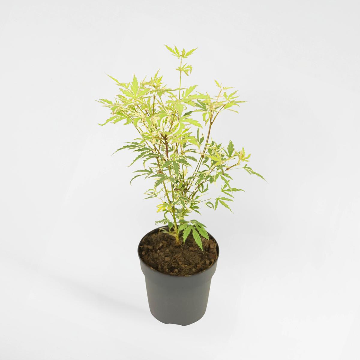 Florastore Japanischer Ahorn - Acer Palmatum 'Butterfly' - Höhe 25-40Cm - Ø10,5Cm