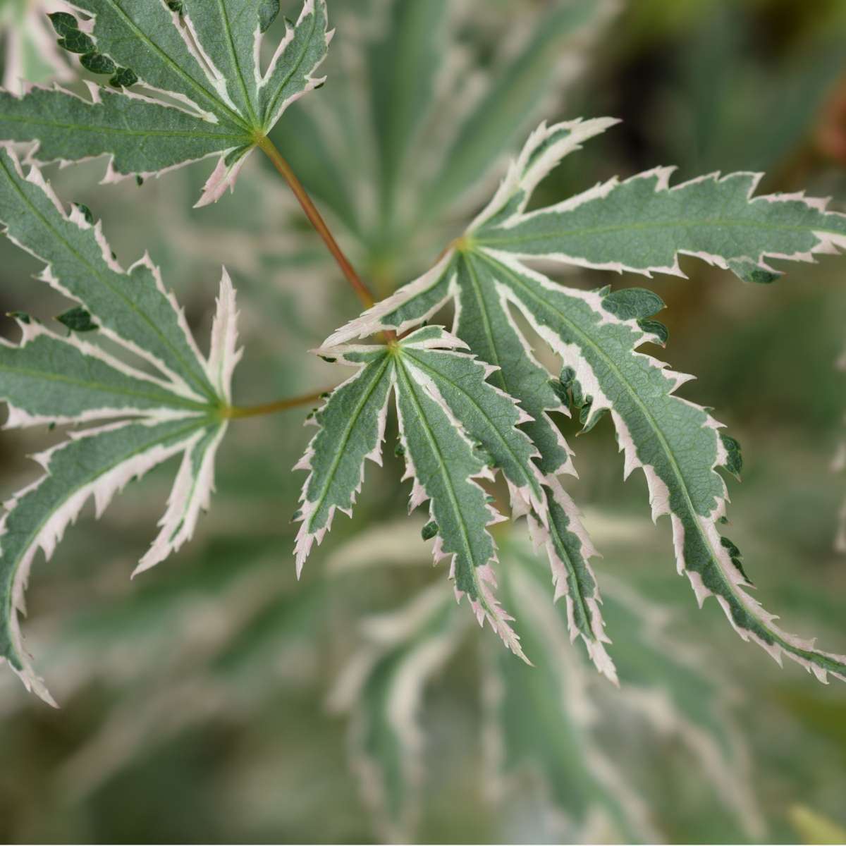 Florastore Japanischer Ahorn - Acer Palmatum 'Butterfly' - Höhe 25-40Cm - Ø10,5Cm