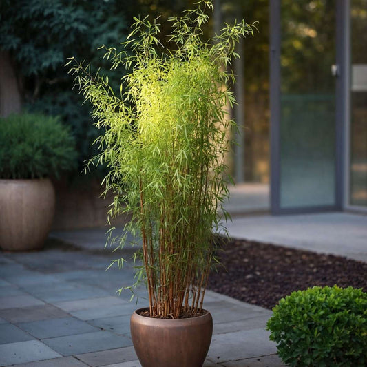 Florastore Bambus - Fargesia Nitida 'Red Dragon' - Höhe 60-80Cm - Topf 17Cm