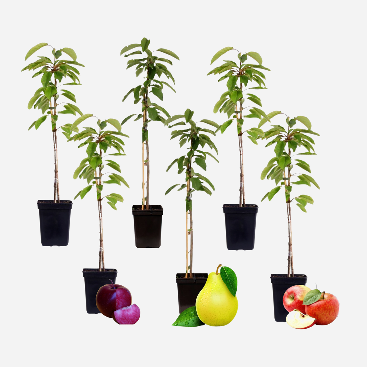 Florastore Fruchtsäulen - 6 Stk - Apfel, Birne - Höhe 60-70Cm - ⌀9Cm
