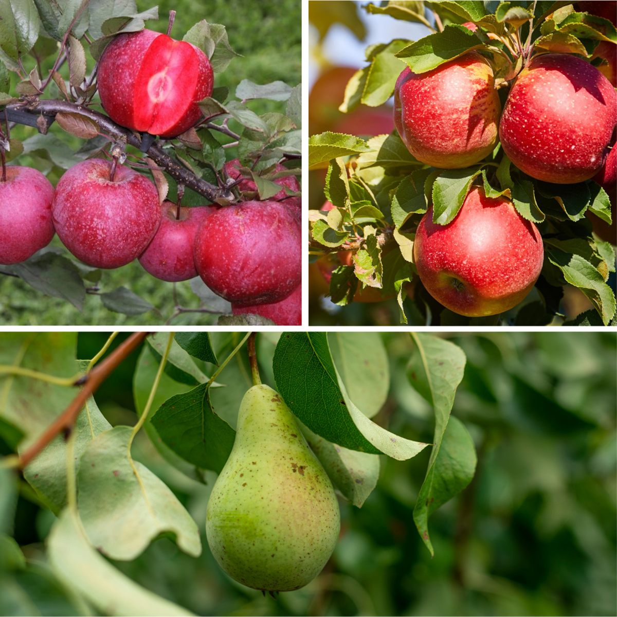 Florastore Fruchtsäulen - 6 Stk - Apfel, Birne - Höhe 60-70Cm - ⌀9Cm