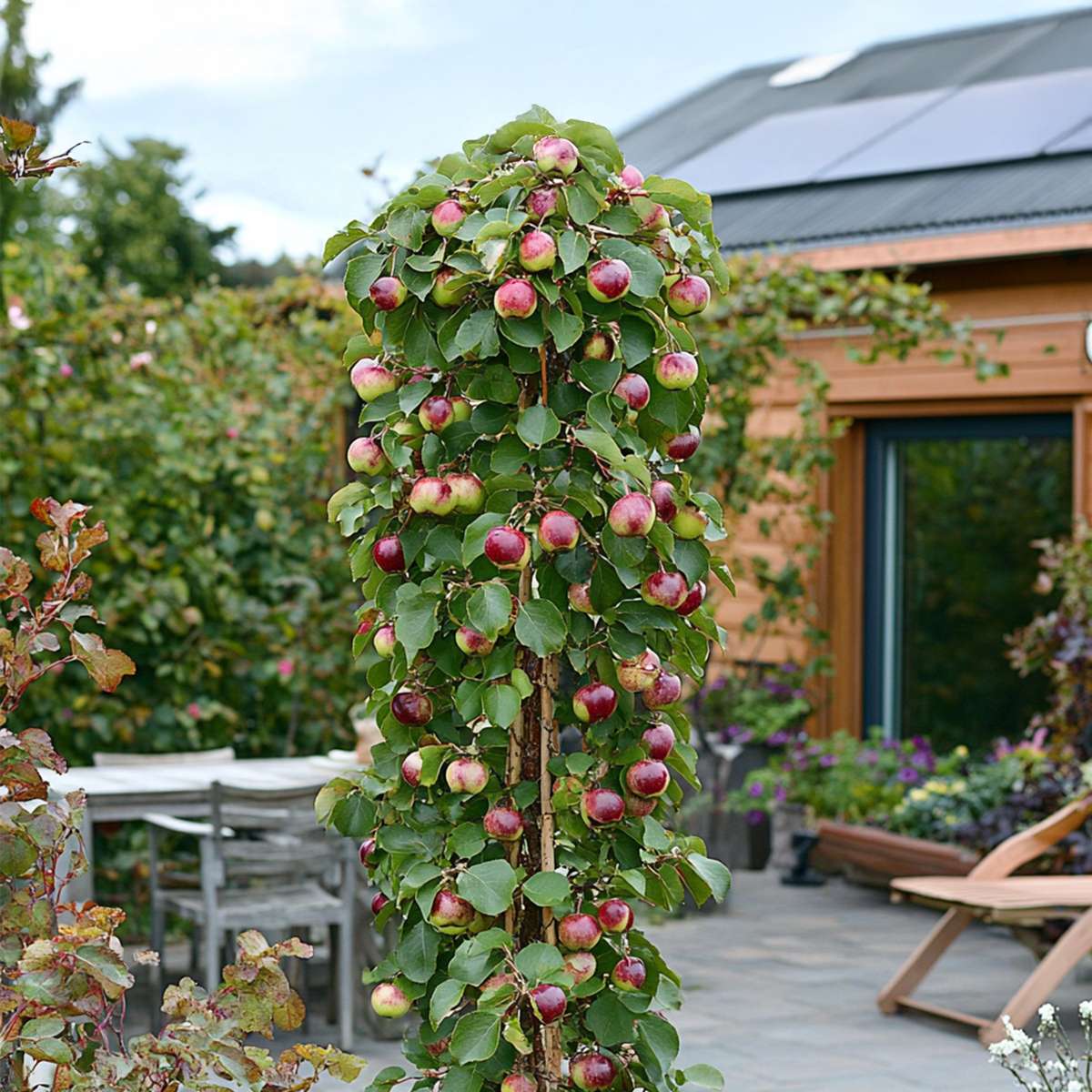 Florastore Fruchtsäulen - 6 Stk - Apfel, Birne - Höhe 60-70Cm - ⌀9Cm