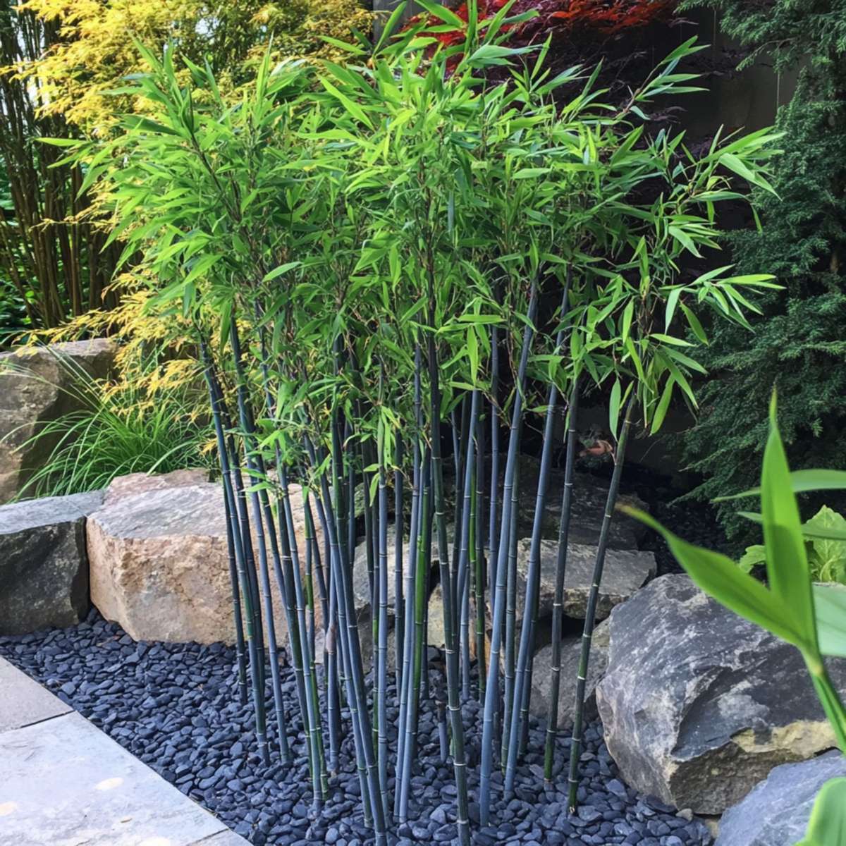 Florastore Bambus - 2 Stk - Fargesia Papyrifera 'Blue Dragon' - Höhe 30-40Cm - ⌀13Cm