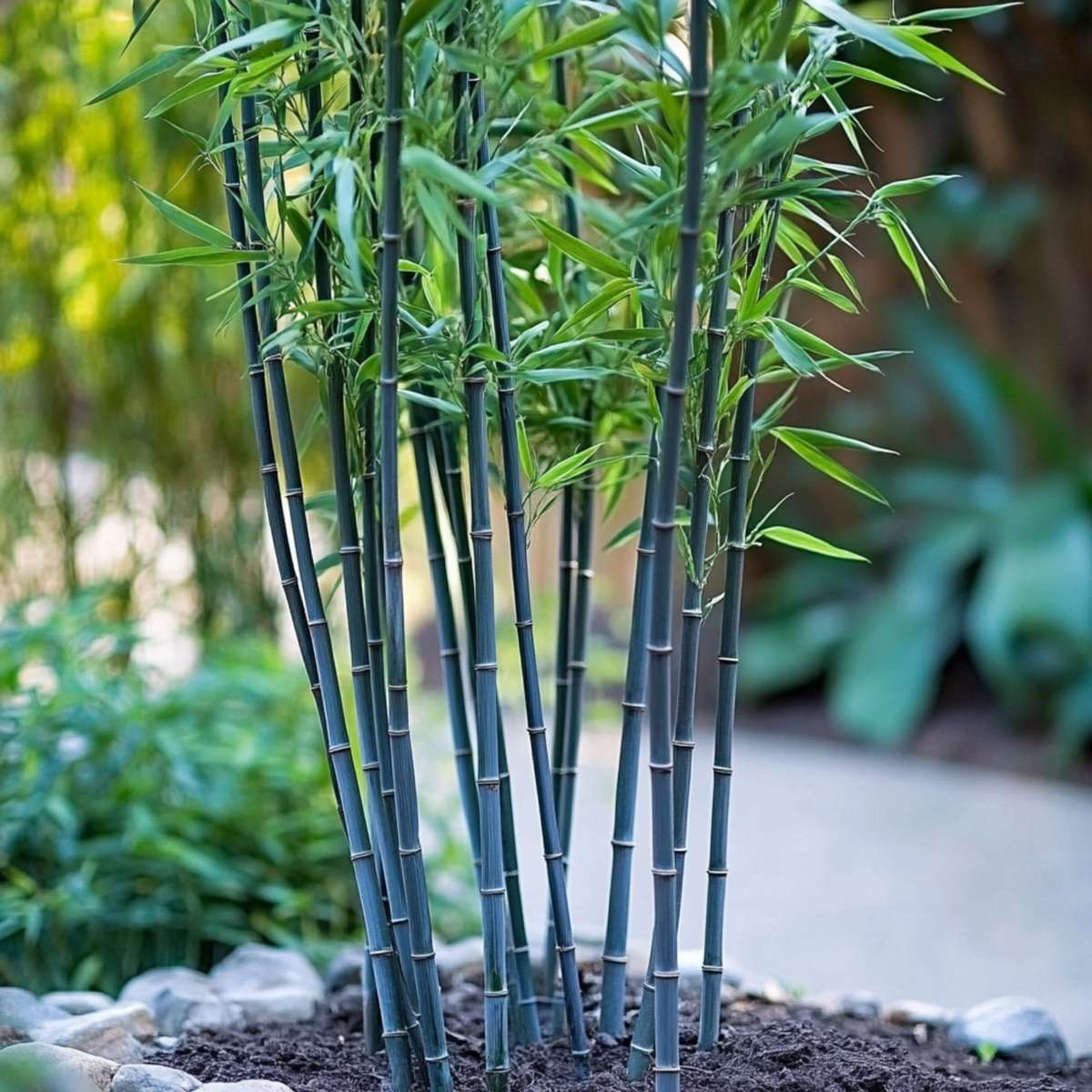 Florastore Bambus - 2 Stk - Fargesia Papyrifera 'Blue Dragon' - Höhe 30-40Cm - ⌀13Cm