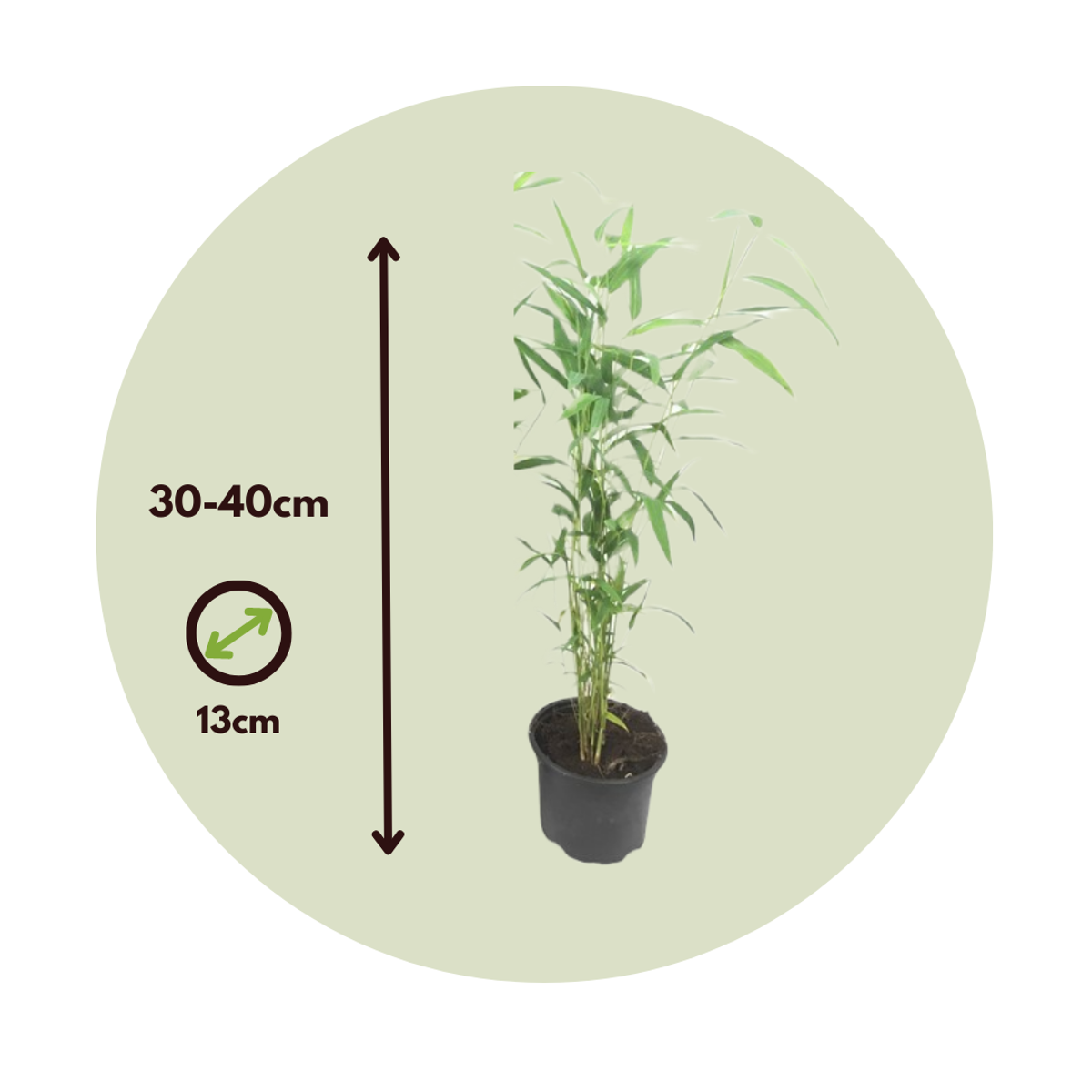 Florastore Bambus - 6 Stk - Fargesia Papyrifera 'Blue Dragon' - Höhe 30-40Cm - ⌀13Cm