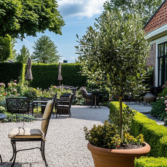 Florastore Olivenbaum - Olea Europaea - Höhe 155-170Cm - ⌀19Cm