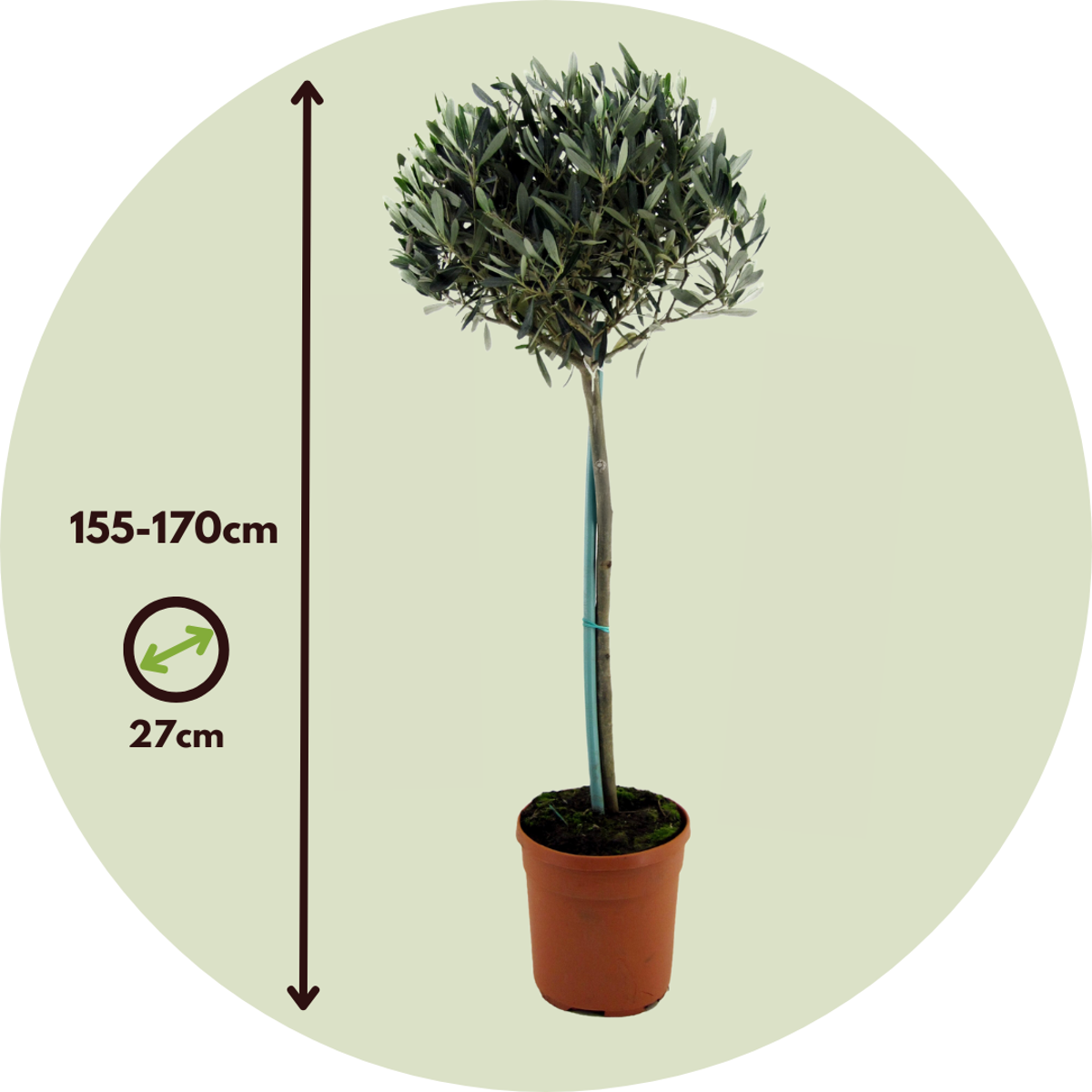Florastore Olivenbaum - Olea Europaea - Höhe 155-170Cm - ⌀19Cm