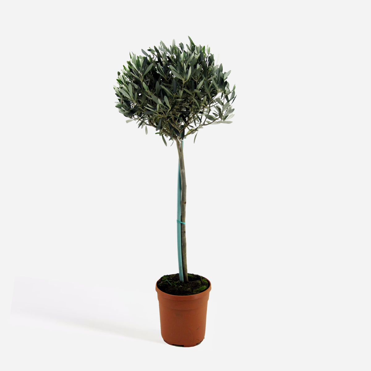 Florastore Olivenbaum - Olea Europaea - Höhe 155-170Cm - ⌀19Cm