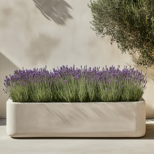 Florastore Lavendelstrauch - 2 Stk - Lavandula Stoechas 'Anouk' - Höhe 25-35Cm - ⌀15Cm