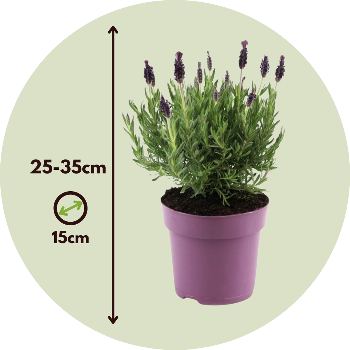 Florastore Lavendelstrauch - Lavandula Stoechas 'Anouk' - Höhe 25-35Cm - ⌀15Cm