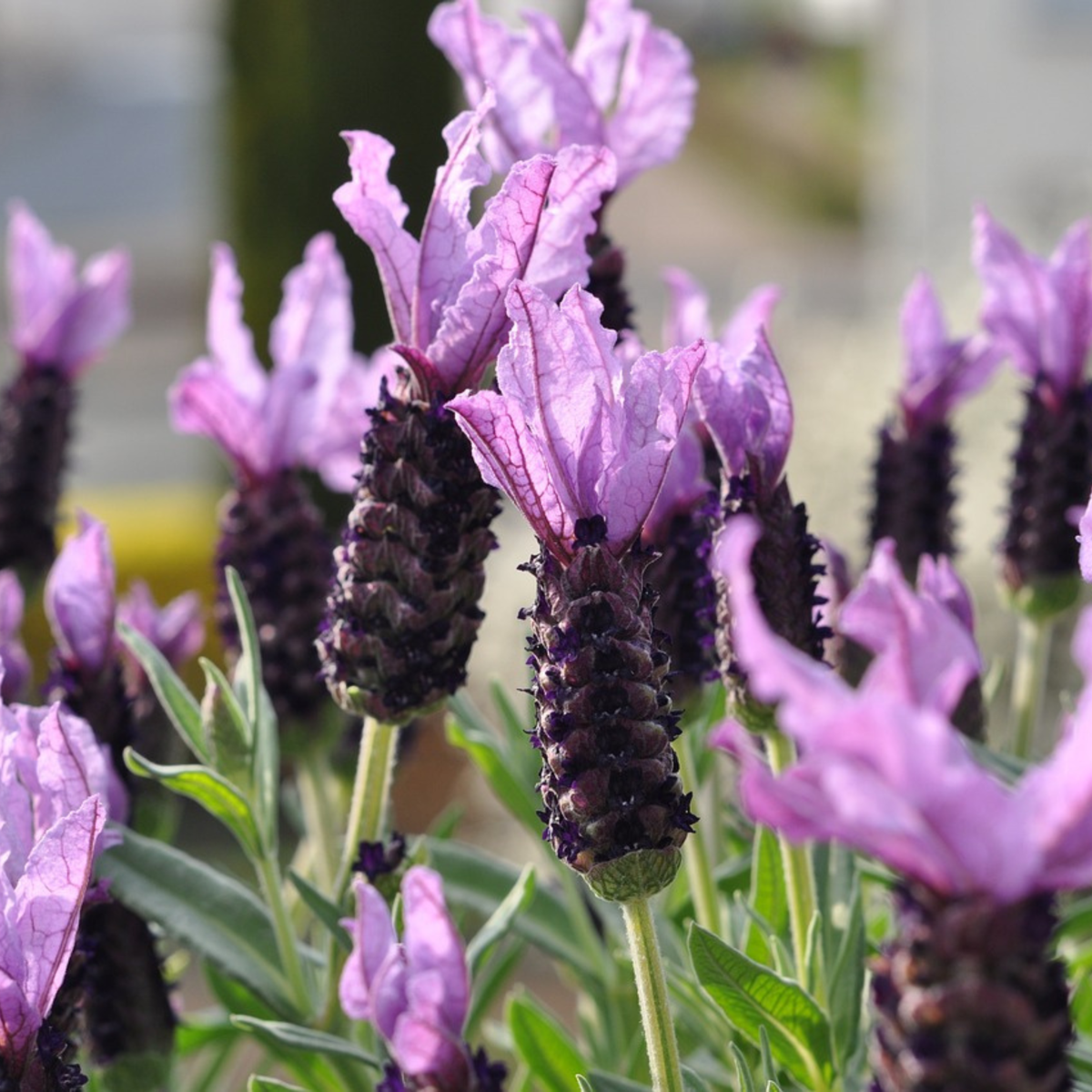 Florastore Lavendelstrauch - Lavandula Stoechas 'Anouk' - Höhe 25-35Cm - ⌀15Cm