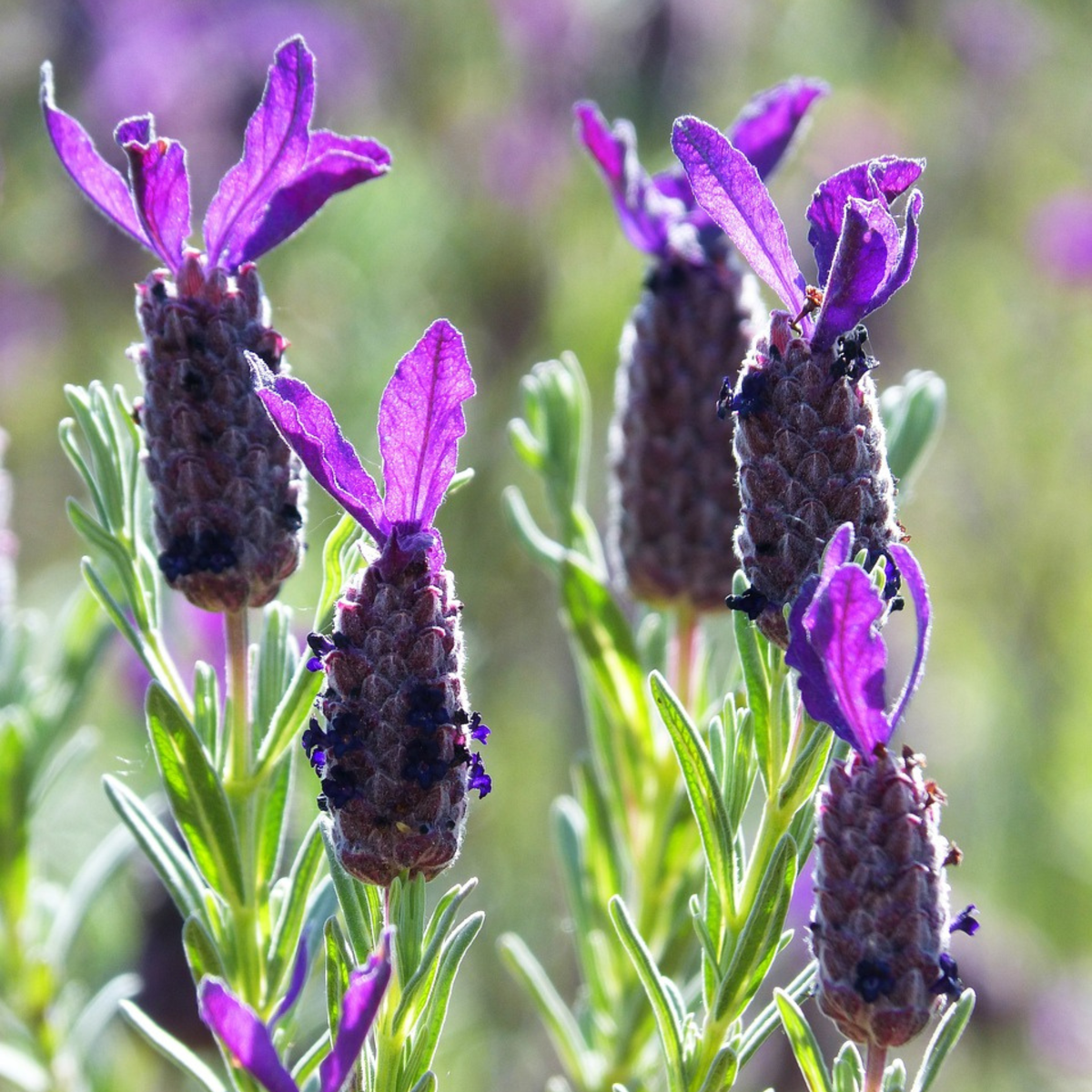 Florastore Lavendelstrauch - Lavandula Stoechas 'Anouk' - Höhe 25-35Cm - ⌀15Cm