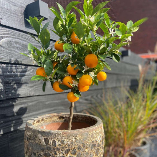 Florastore Orangenbaum - 3Er-Set - Citrus Mitis Calamondin - Höhe 25-40Cm - ⌀9Cm