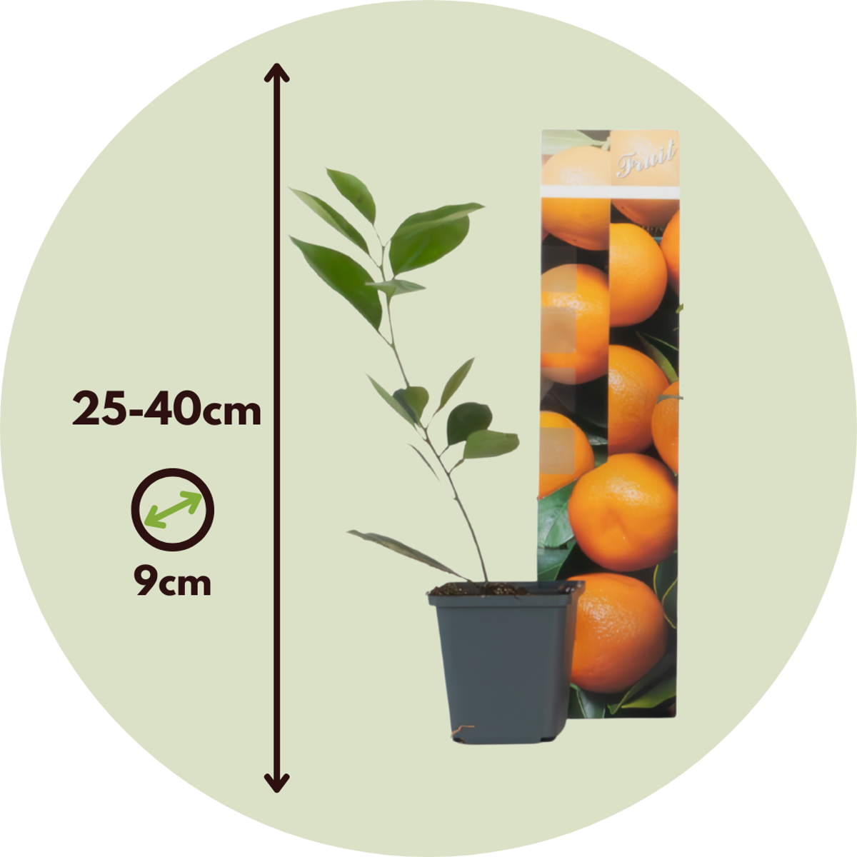 Florastore Orangenbaum - 3Er-Set - Citrus Mitis Calamondin - Höhe 25-40Cm - ⌀9Cm