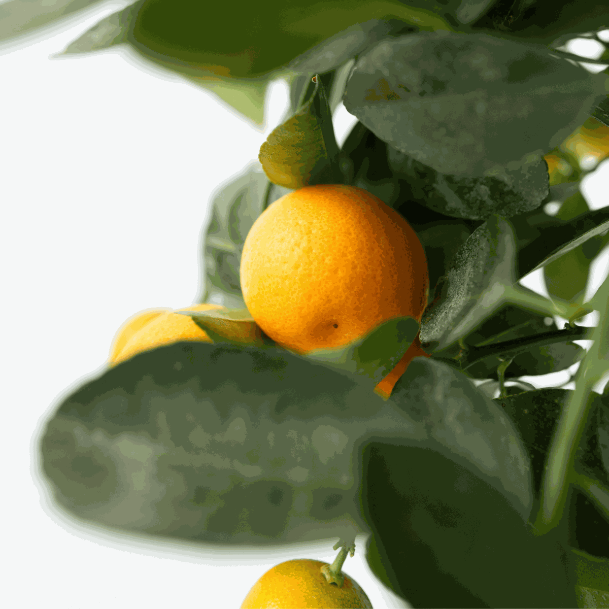 Florastore Orangenbaum - 3Er-Set - Citrus Mitis Calamondin - Höhe 25-40Cm - ⌀9Cm