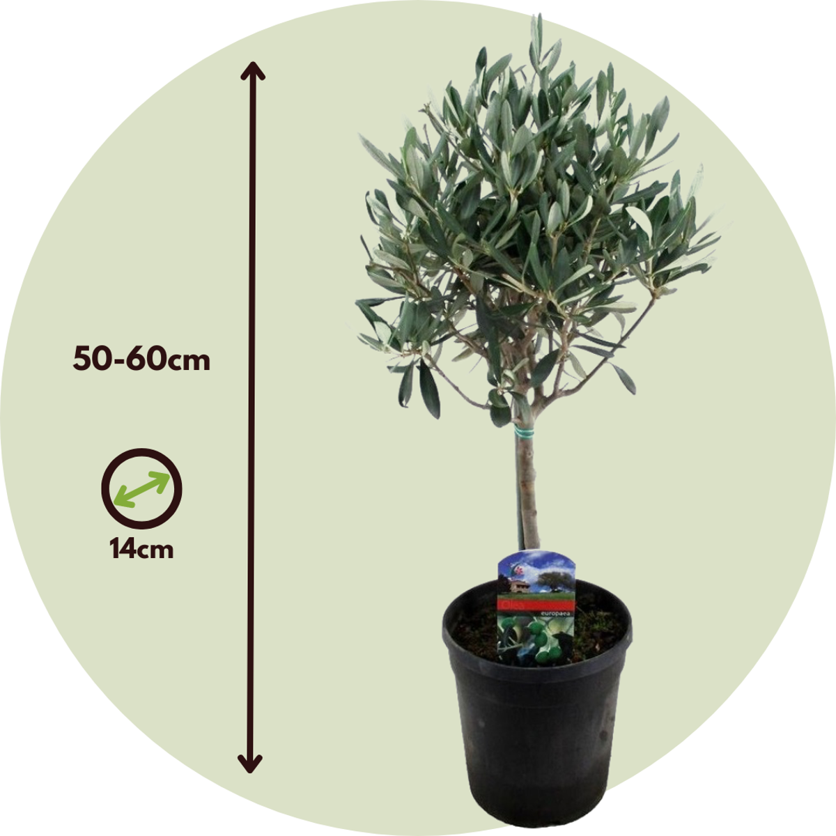 Florastore Olivenbaum - 2 Stk - Olea Europaea - Höhe 50-60Cm - ⌀14Cm