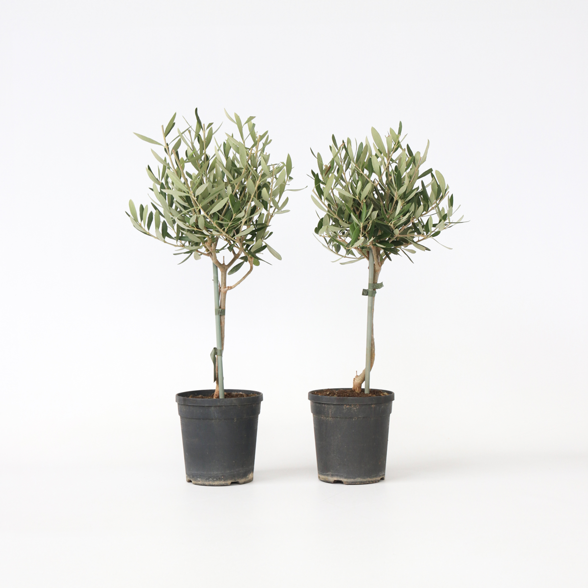 Florastore Olivenbaum - 2 Stk - Olea Europaea - Höhe 50-60Cm - ⌀14Cm