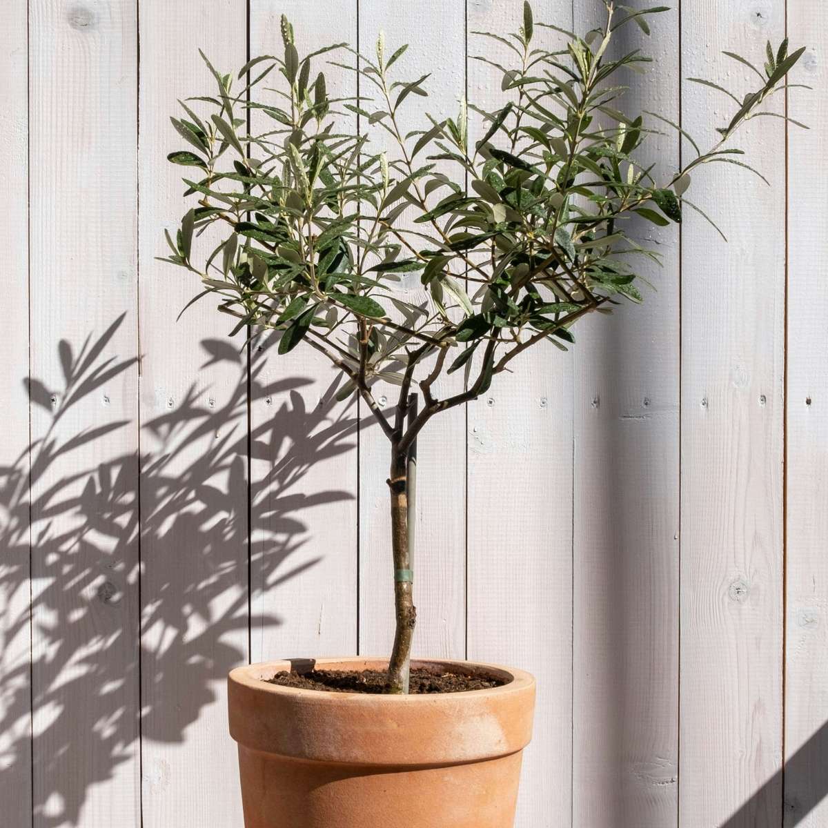 Florastore Olivenbaum - 2 Stk - Olea Europaea - Höhe 50-60Cm - ⌀14Cm