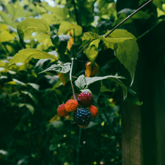 Florastore Brombeere - 3Er-Set - Rubus Thornless - Höhe 25-40Cm - ⌀9Cm