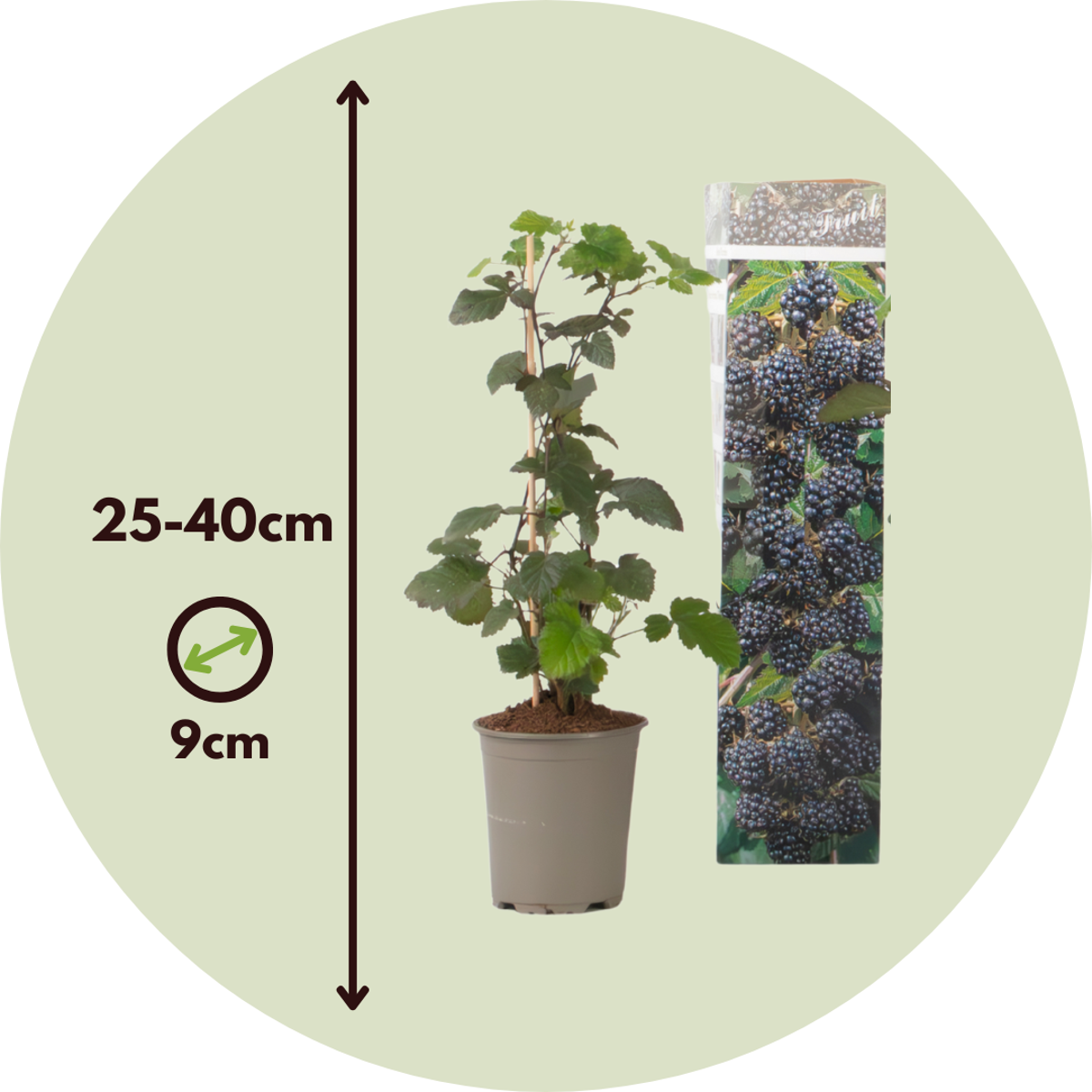 Florastore Brombeere - 3Er-Set - Rubus Thornless - Höhe 25-40Cm - ⌀9Cm