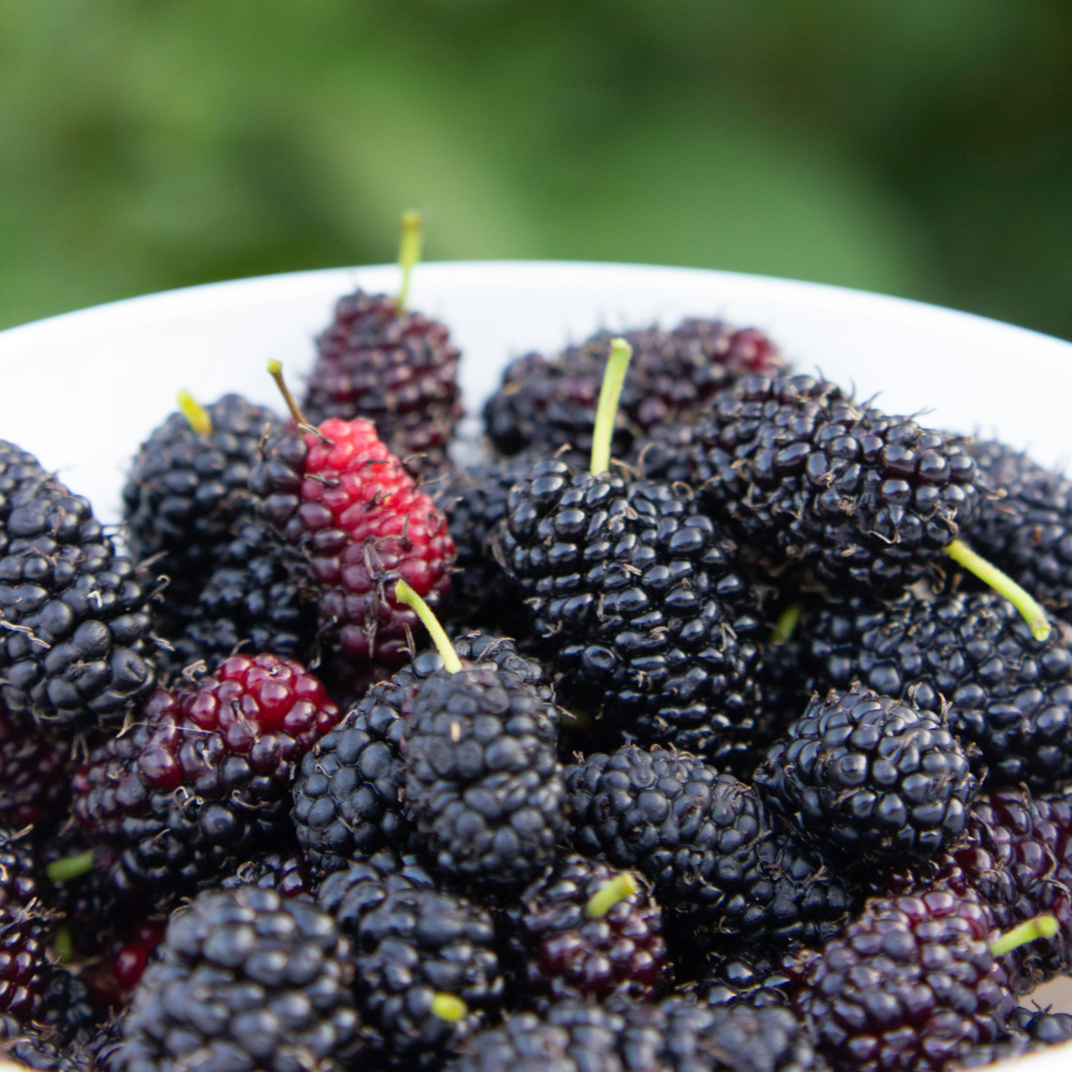 Florastore Brombeere - 3Er-Set - Rubus Thornless - Höhe 25-40Cm - ⌀9Cm