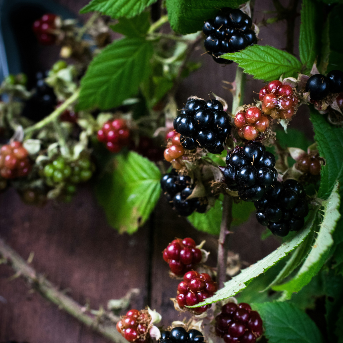 Florastore Brombeere - 3Er-Set - Rubus Thornless - Höhe 25-40Cm - ⌀9Cm