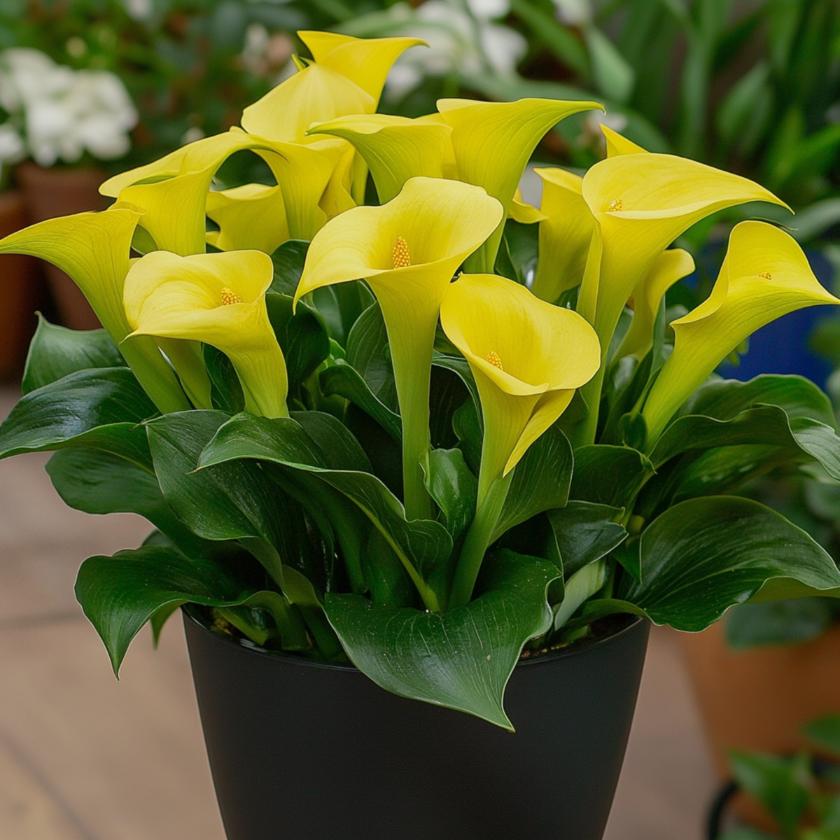 Florastore Calla 'Ruby' - Zantedeschia - Gelb - Höhe 30-40Cm - ⌀12Cm