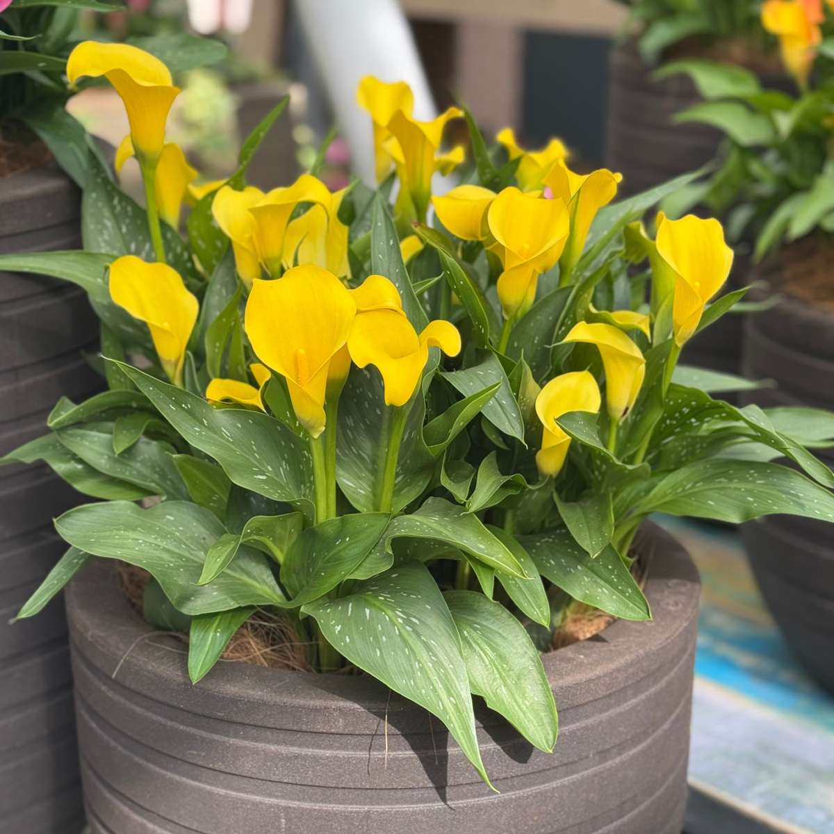 Florastore Calla 'Ruby' - Zantedeschia - Gelb - Höhe 30-40Cm - ⌀12Cm