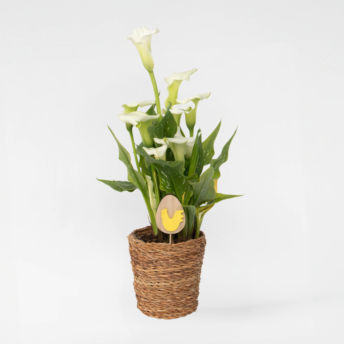 Florastore Calla 'Ruby' - Zantedeschia - Weiß - Höhe 30-40Cm - ⌀12Cm
