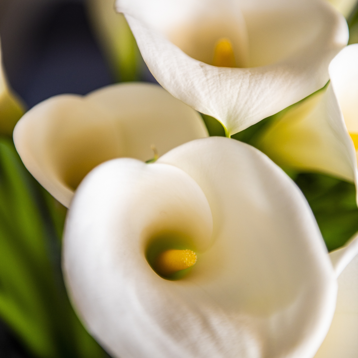Florastore Calla 'Ruby' - Zantedeschia - Weiß - Höhe 30-40Cm - ⌀12Cm