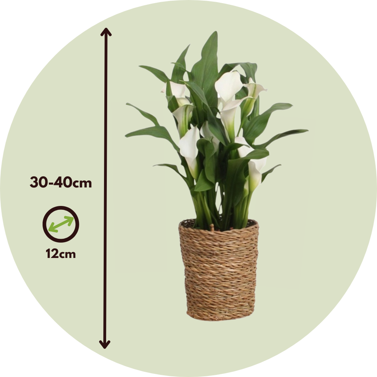 Florastore Calla 'Ruby' - Zantedeschia - Weiß - Höhe 30-40Cm - ⌀12Cm